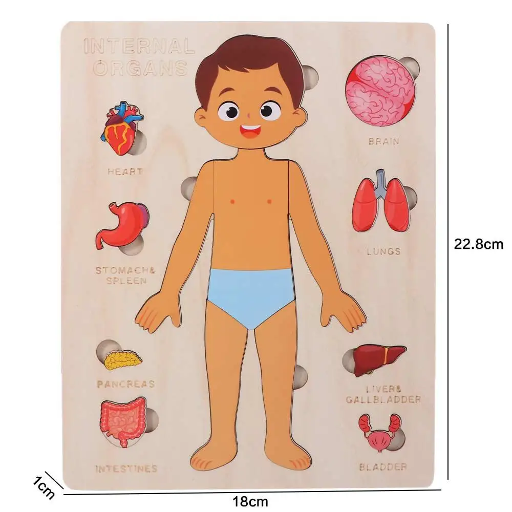 Puzzle in Legno Multistrato del Corpo Umano, Attività per Bambini e Bambine, Tavola delle Attività, Puzzle della Struttura del Corpo, Interazione Genitore-Figlio Montessori