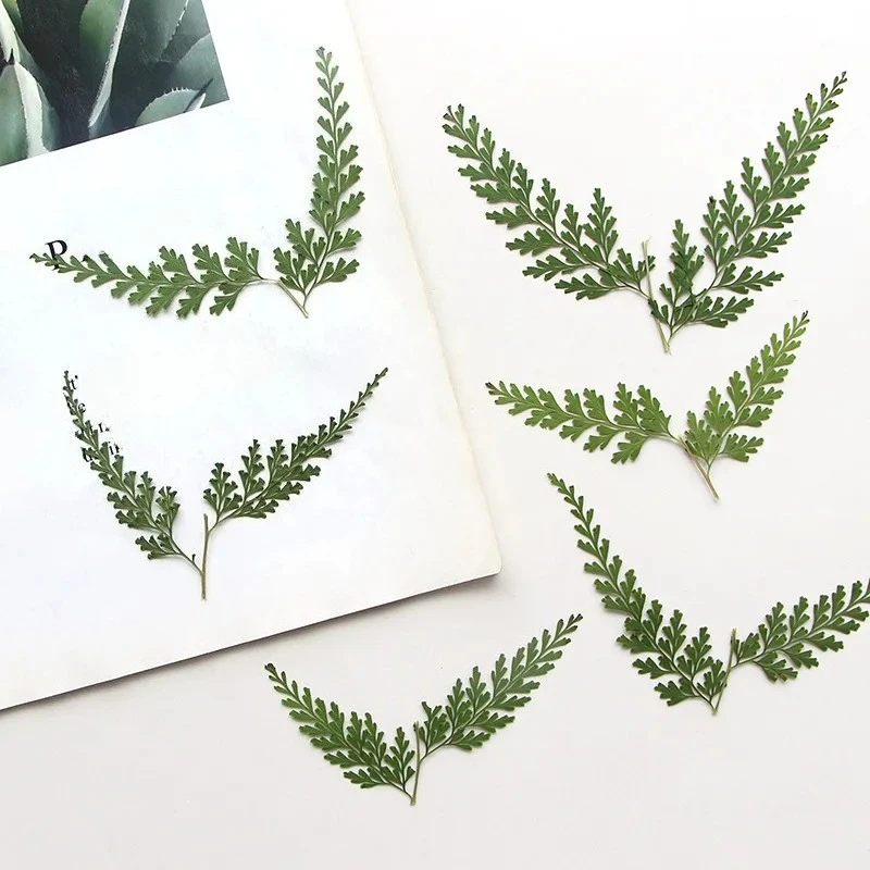 Nature Pressed Fern Branches,dry Flower DIY Bookmarks Greeting Cards Drip Gum Phone Case Photo Frame True Leaf Plant,5-7cm/12pcs