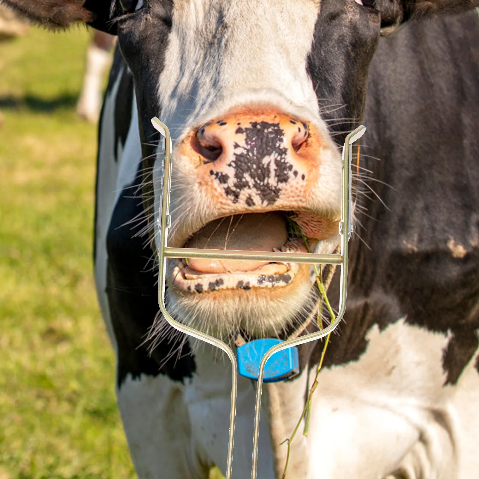 

1pc Pig Sheep Durable Livestock Medicine Feeding Tool Veterinary Use Horse Cattle Mouth Opener Livestock Supplies Poultry