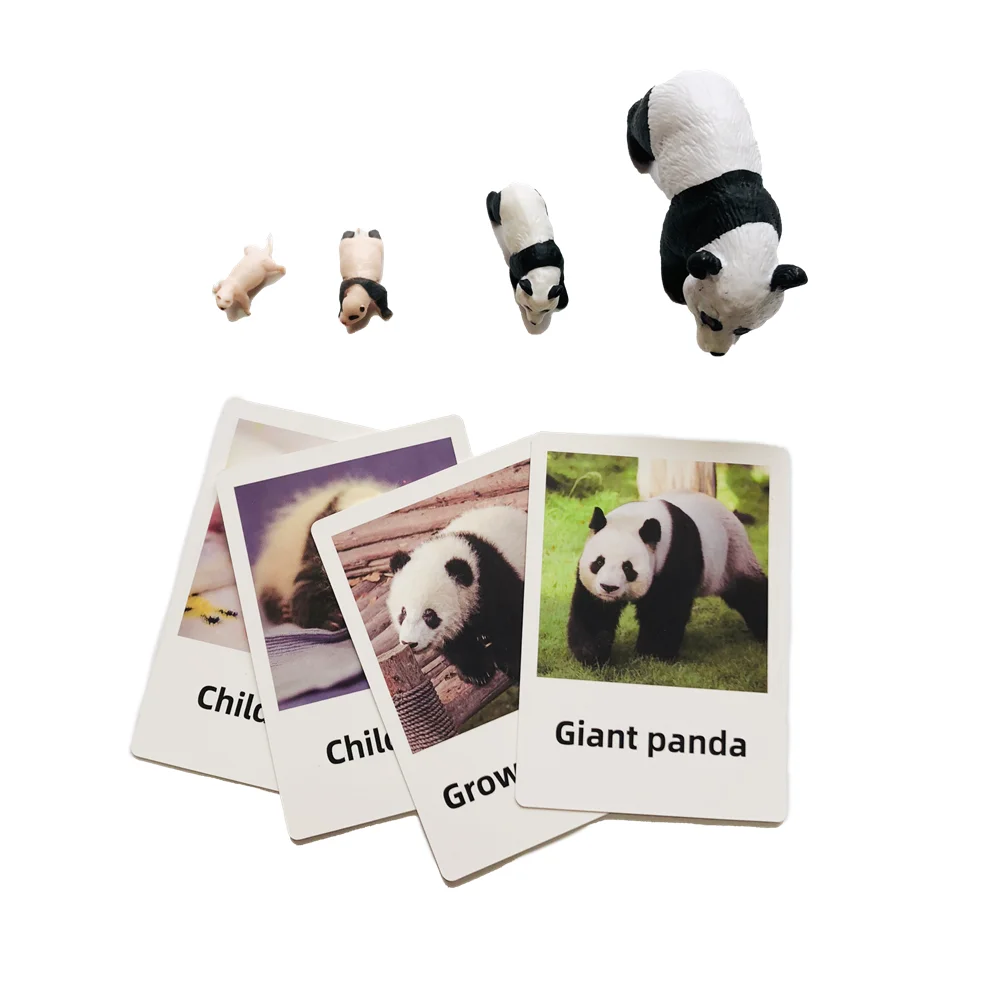Lernspielzeug für Kinder, Lebenszyklus von Panda, Montessori, Biologie, Materialien, Wissenschaft, frühe Lernwerkzeuge, passendes Spiel für Kinder
