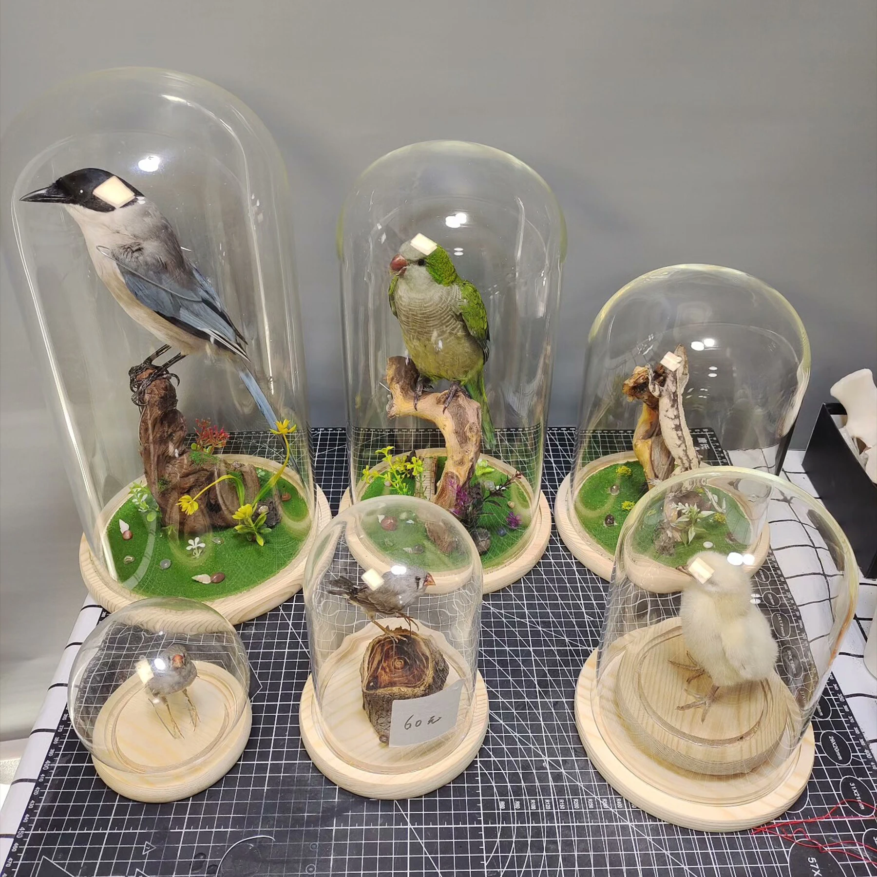 2085 Boutique Handmade Artificial Cockatiel Parrot Model in Glass Dome Faux Wood Stand Resin Taxidermy Style Home Decor Gift