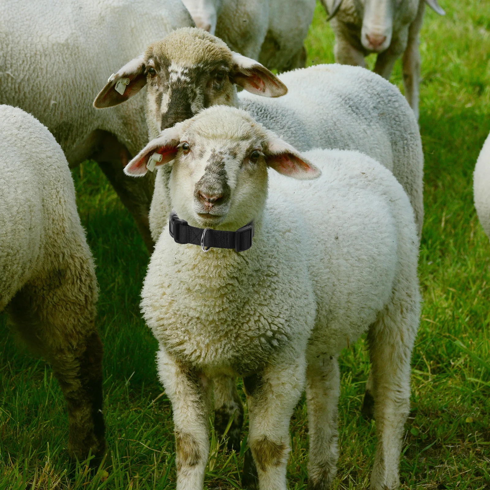 

10Pcs Adjustable Colored Sheep Collars Durable Goat Cow Collars for Livestock Husbandry Supplies Adjustable Goat Collar