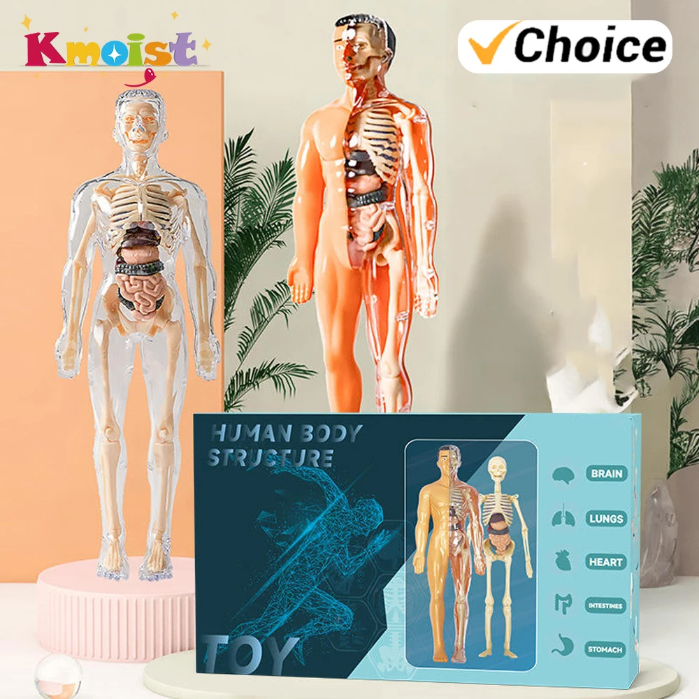 الوسائل التعليمية البيولوجية المدرسية ثلاثية الأبعاد تجميع جسم الإنسان ألعاب تعليمية للأطفال طالب مجموعة أدوات التعلم هدايا عيد الميلاد للأطفال