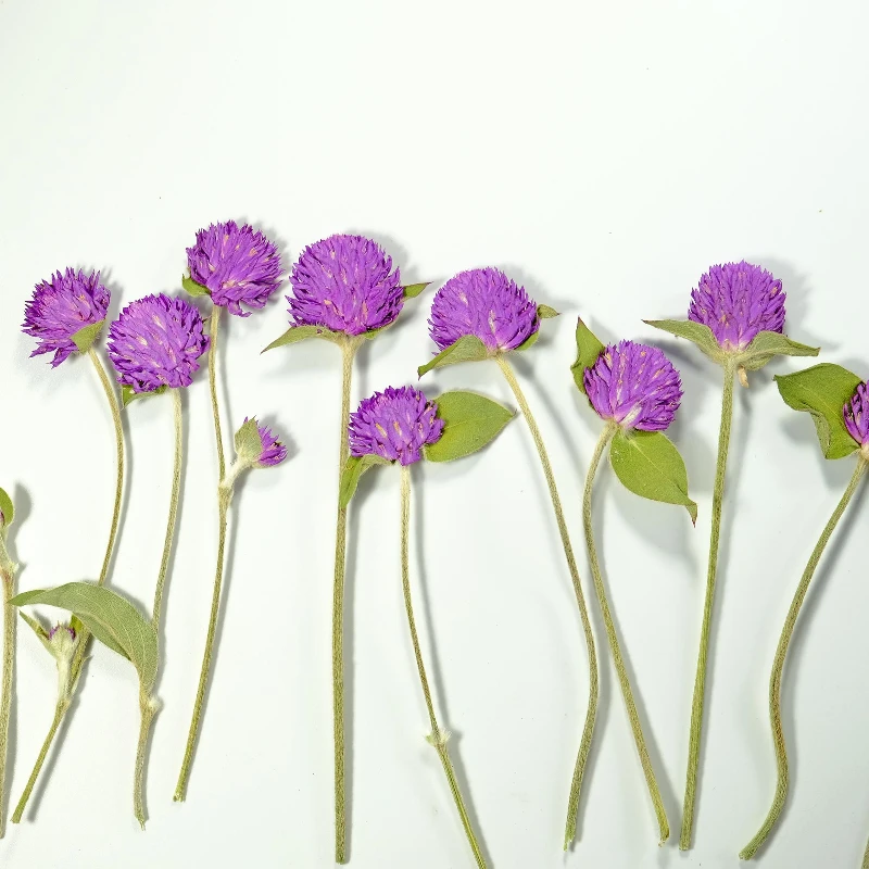 12 Stück, Natur Gomphrena Globosa L Trockenblume Geprägt Zweig Rosa Blume Lila Pflanze Handgemachte Pflanze Fotorahmen DIY Urlaubskarte – Detail 2