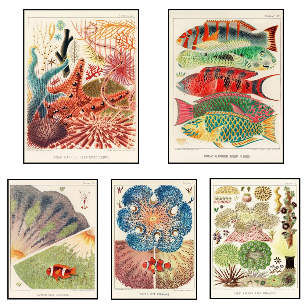 William Savile-Kent, gran barrera Reef Equinoderms, anémonas, Australia, póster artístico de pared - Tema de vida marina