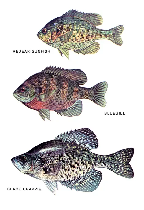 Sunfish, Bluegill, Crappie, Fishing Photo Art Film Print Silk Poster Home Wall Decor