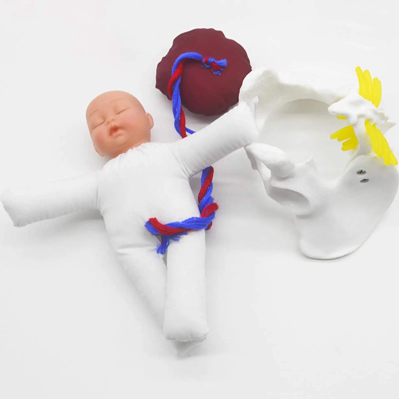 Female Pelvis Model with Baby for Science Education Students Teaching Study