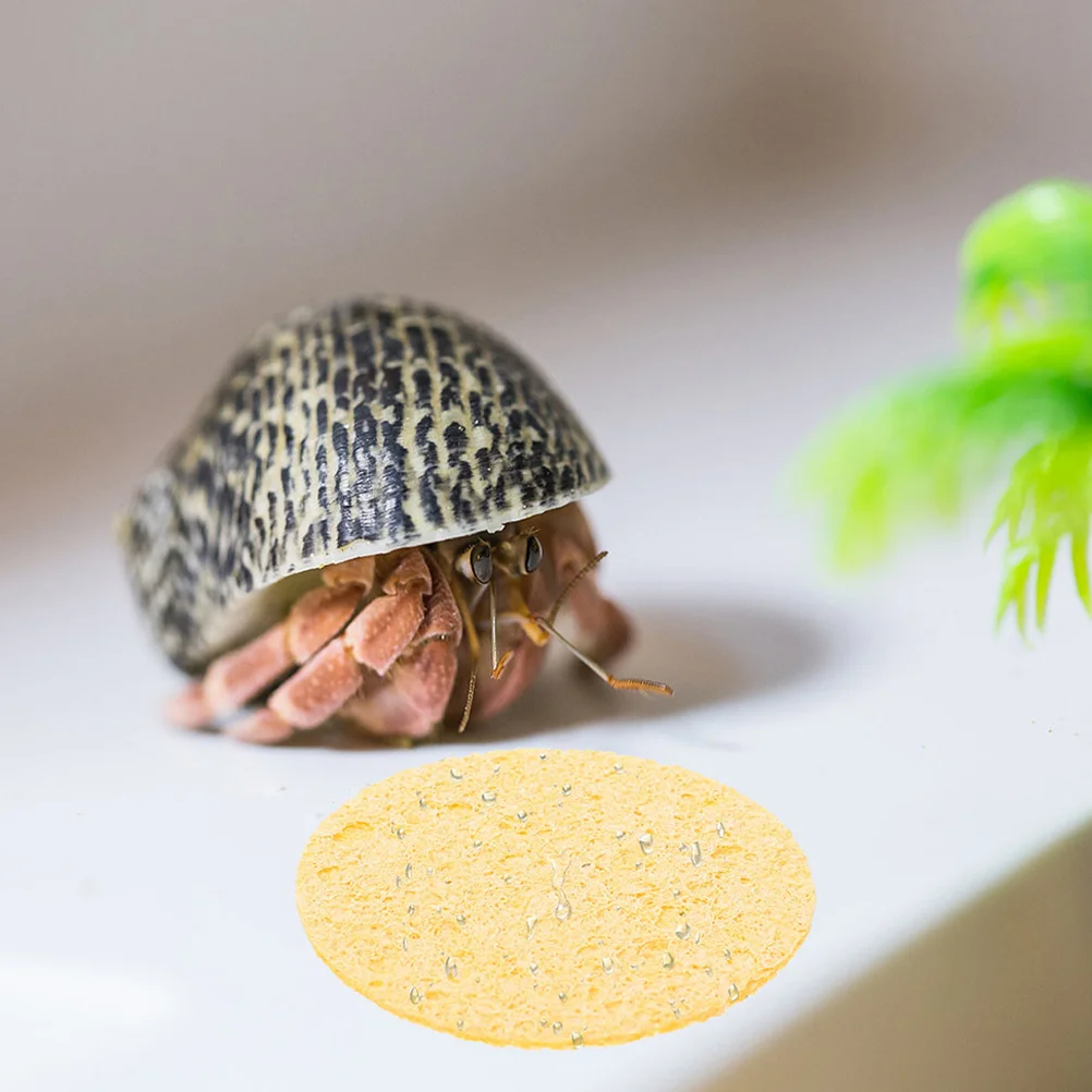 

10pcs Natural Sea Sponges Hermit Crab Tank Humidity Sponge Compact Round Water Dish For Pet Crabs Multi-Functional Sink Cleaning