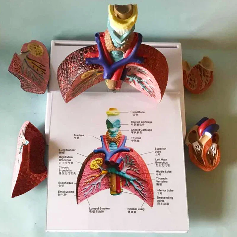 Human Anatomy Throat Heart Lung Model Larynx Trachea Lymph Node Medical Thoracic Surgery Teaching