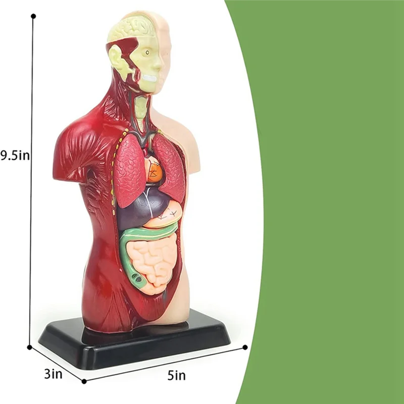 Human Body Model For Kids 11 Inch Multicolor Human Torso Anatomy Model Toys 8 Pcs Removable Anatomy Doll With Heart & Organs