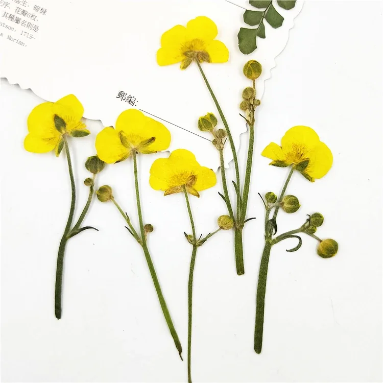 6-9cm/100pcs,Natural Pressed buttercup with stem,Eternelle flower for DIY Bookmark Gift Card,christmas candlestick decoration