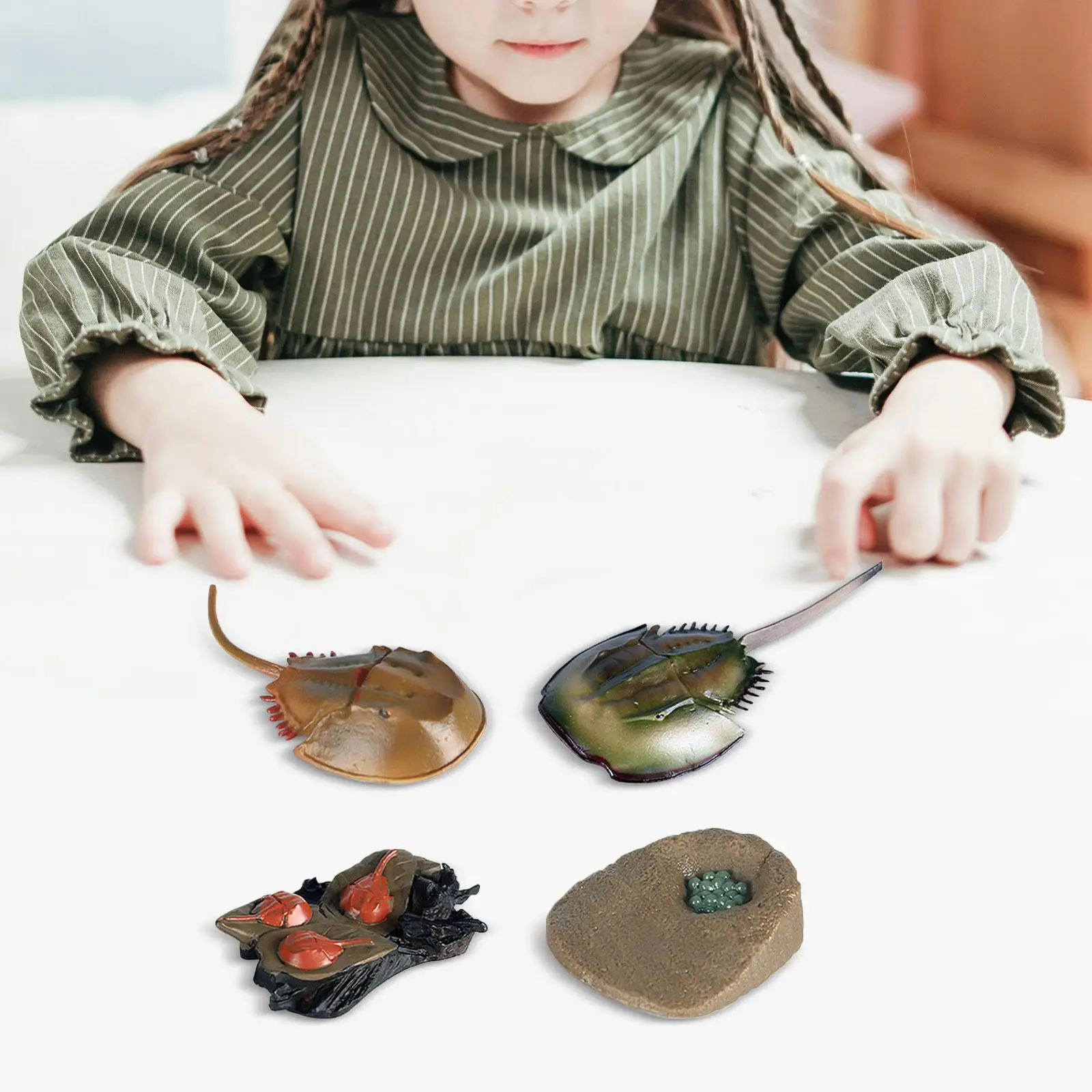 

Chinese Horseshoe Crab Life Cycle Set Growth Stage Model Science Toy Educational for Toddlers Birthday Gifts Ages 3 4 5 6 Years