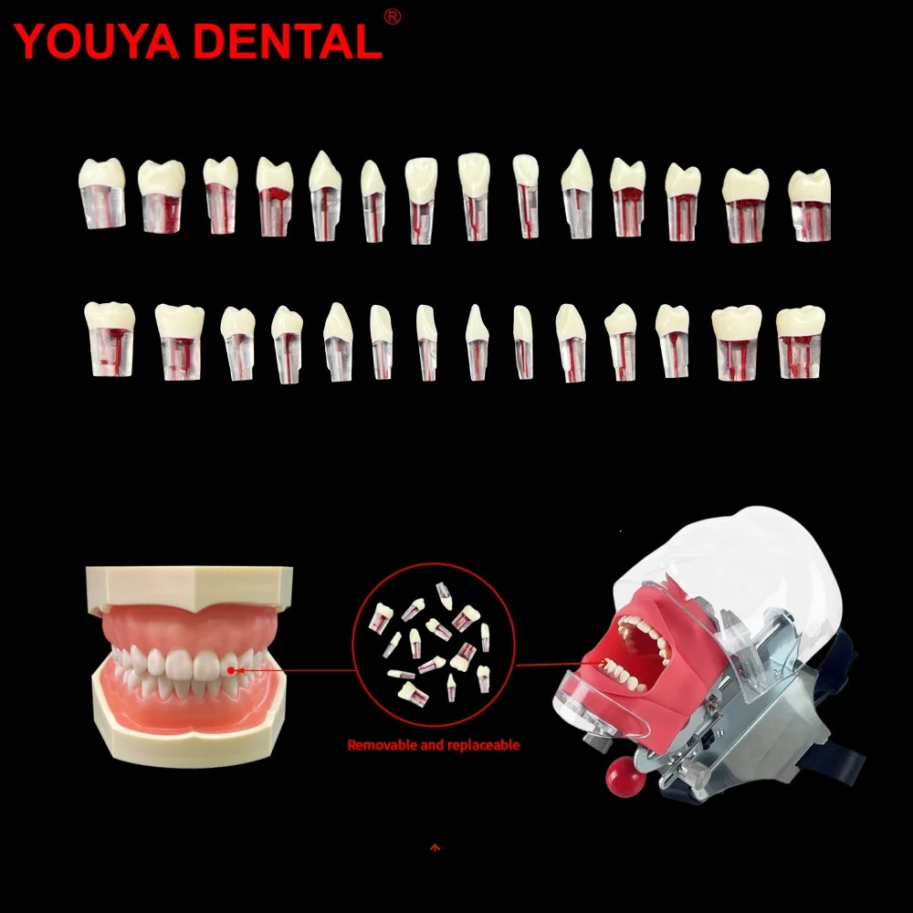 

28pcs/set Endodontic Teeth Model Dental Practice Training Root Canal Model RCT Pulp Cavity Endo Teeth Block Dentistry Product