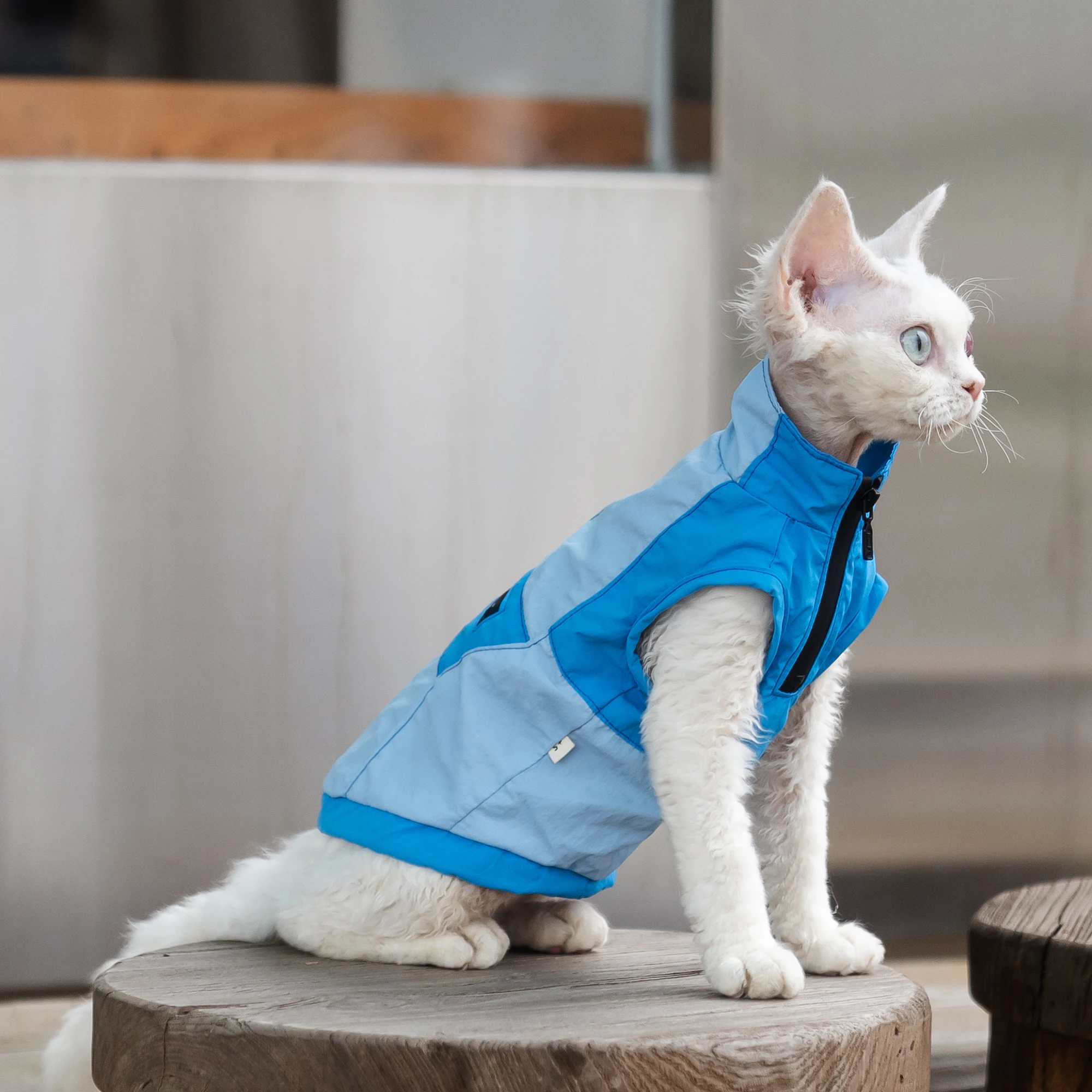 Fashion Outdoor Blue Jacket for Sphynx Cat 2 Legged Grey Short Sleeves for Devon Waterproof Coat for Kittens interchange Jacket