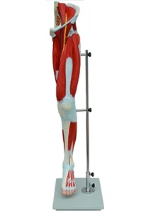 Wyrostek mięśniowy kończyny dolnej główny Model nerwu naczynia krwionośnego medyczno-naukowy symulator anatomii poradnictwa edukacyjnego
