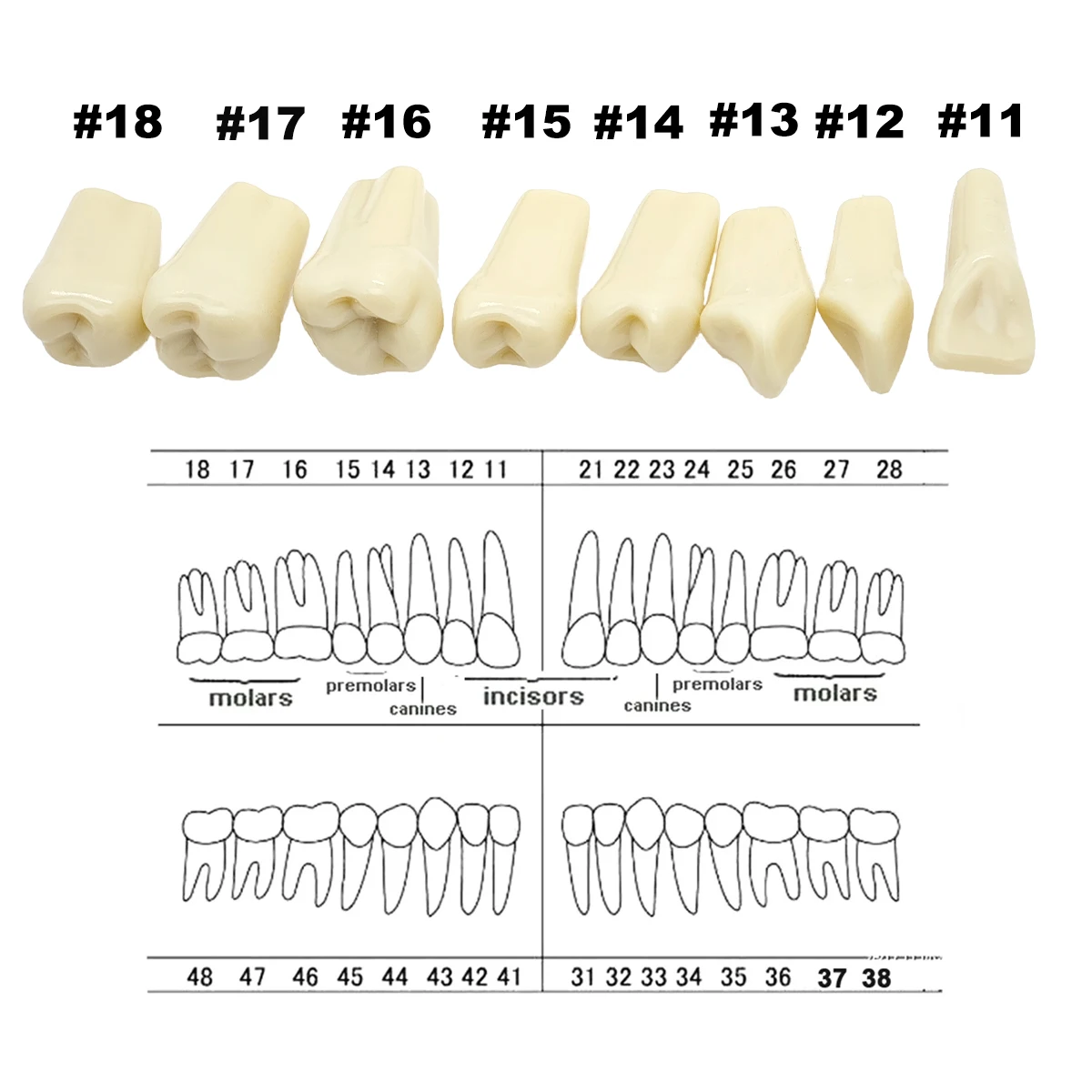 Dental Teeth Model Fit Frasaco A3 Full teeth 32Pcs Replacement Tooth Particles Dentistry Preparation Training Teach