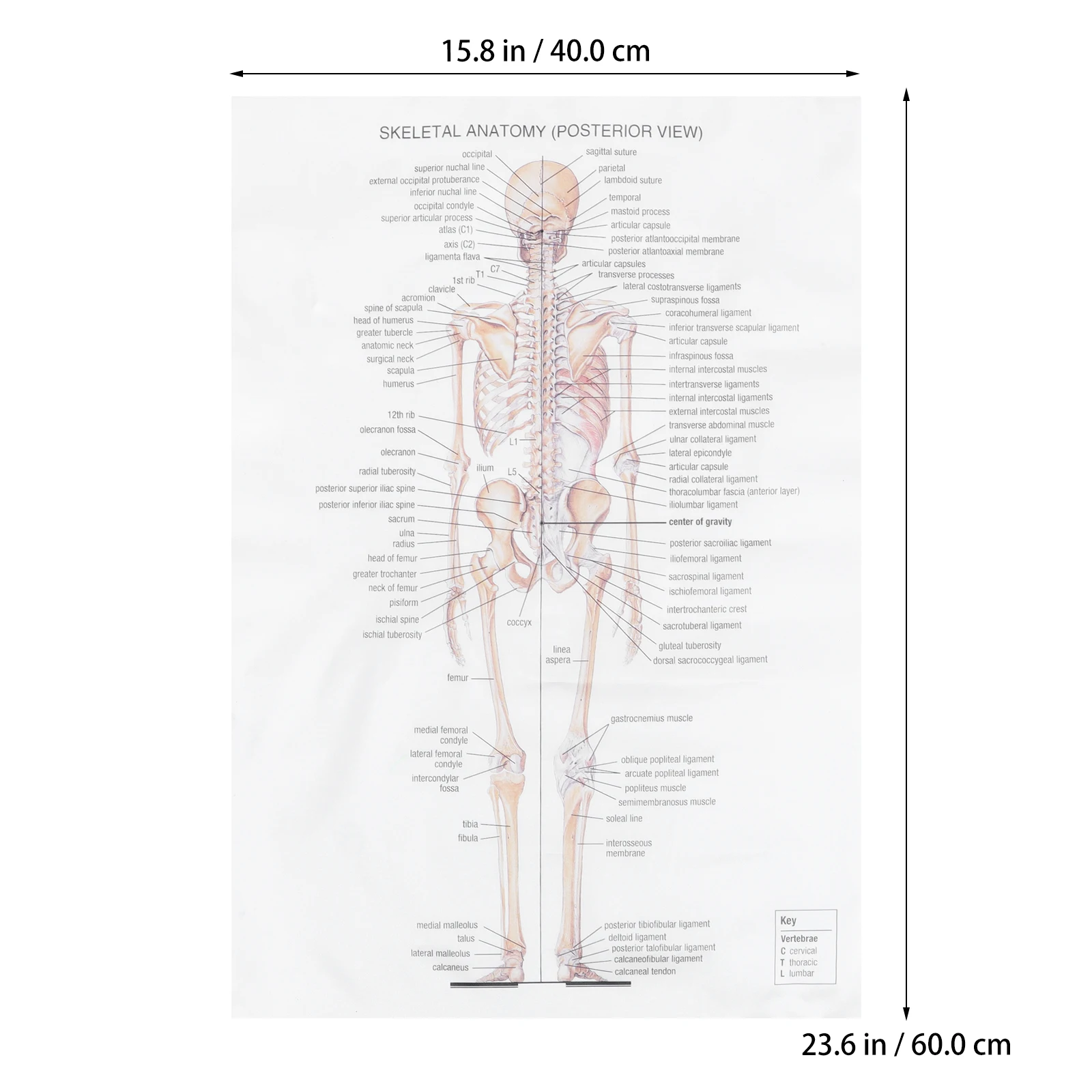 

Creative Human Anatomy Poster Educational Wall Decor For Home Bedroom Office Party Teaching Poster For Decoration