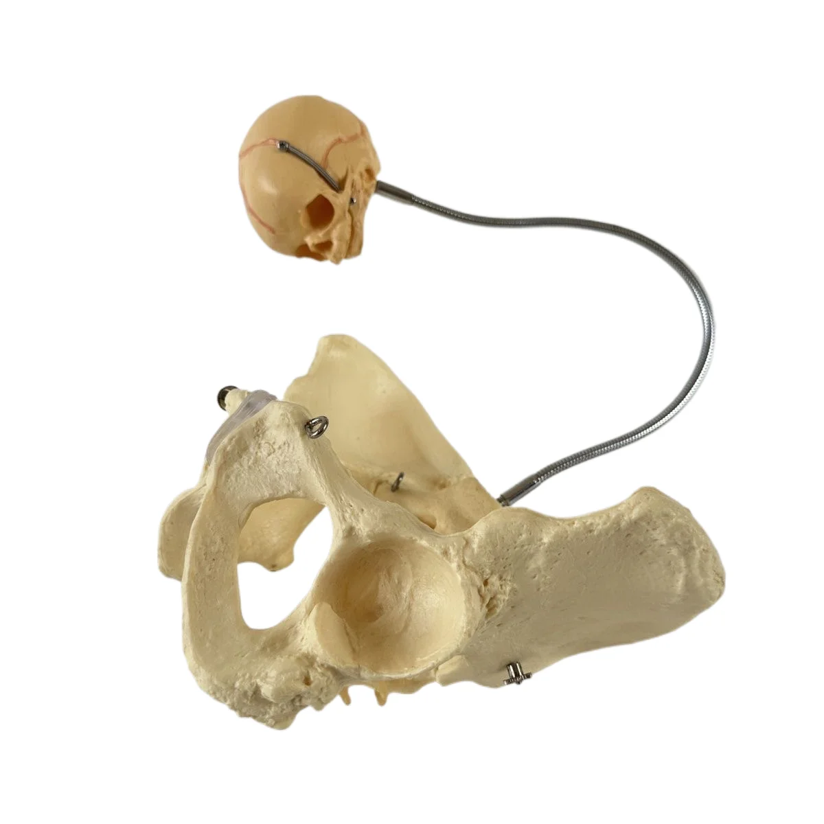 

Human Midwifery Process Model Female Joint Pelvis Coccygeal Lumbar Vertebrae Demonstrating Skeletal Pelvis Movement Fetal Model