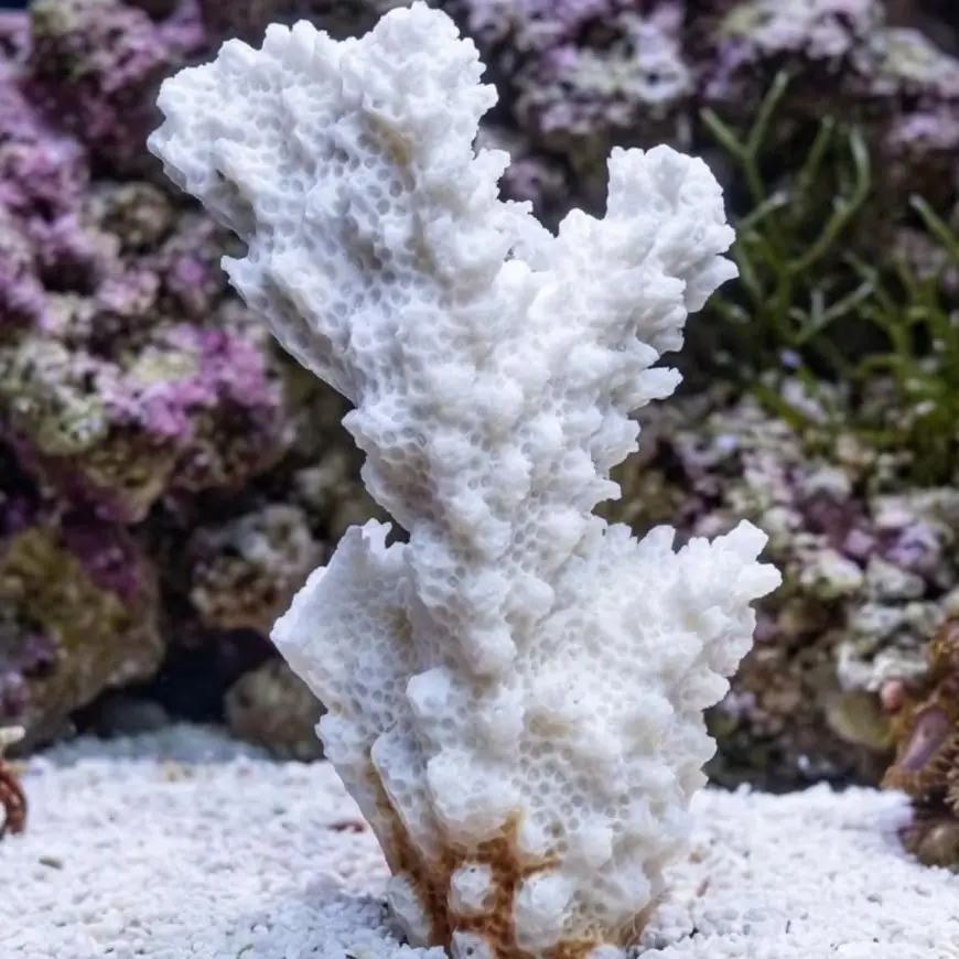 1pc Natural White Coral Cluster marine Fragment Aquarium Decor Beach Wedding Shells Office Decoration for Feng Shui Meditation