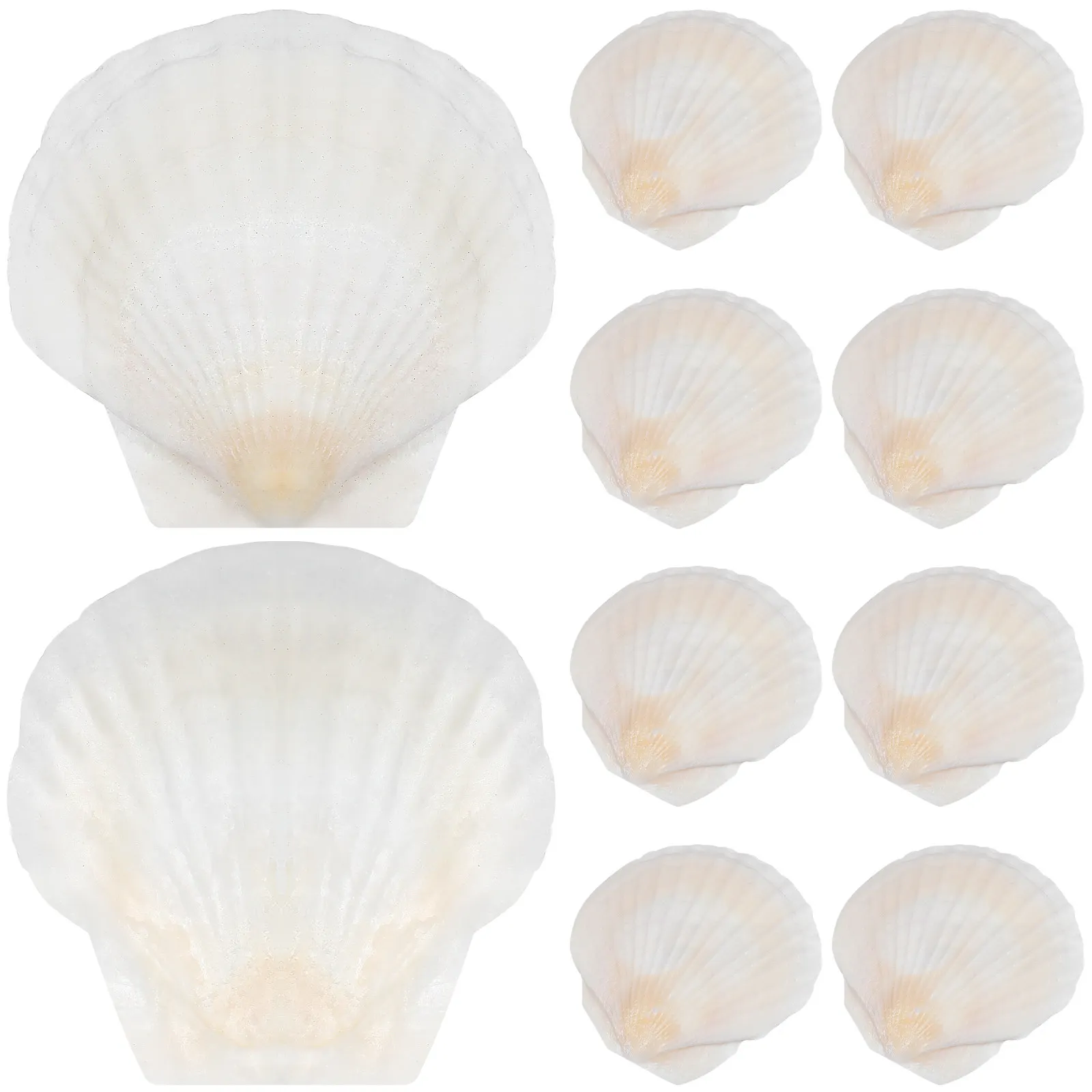 40Pcs Natural Scallop Shells Craft Decorations Ocean Beach Party DIY Accessories Fish Tank Aquarium Home Decor