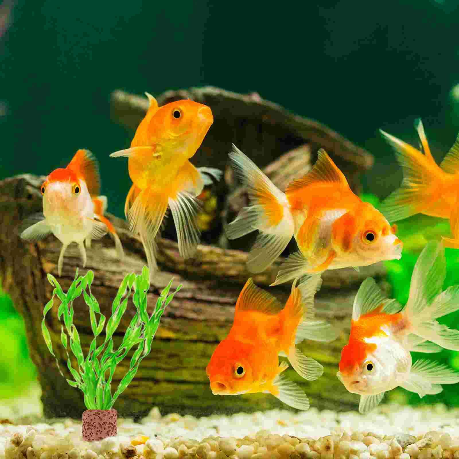 10 Pcs Aquatic Plant Fixation Water Fixed Cup Aquarium Decor Ring for Pottery Fish Tank Landscape Decoration