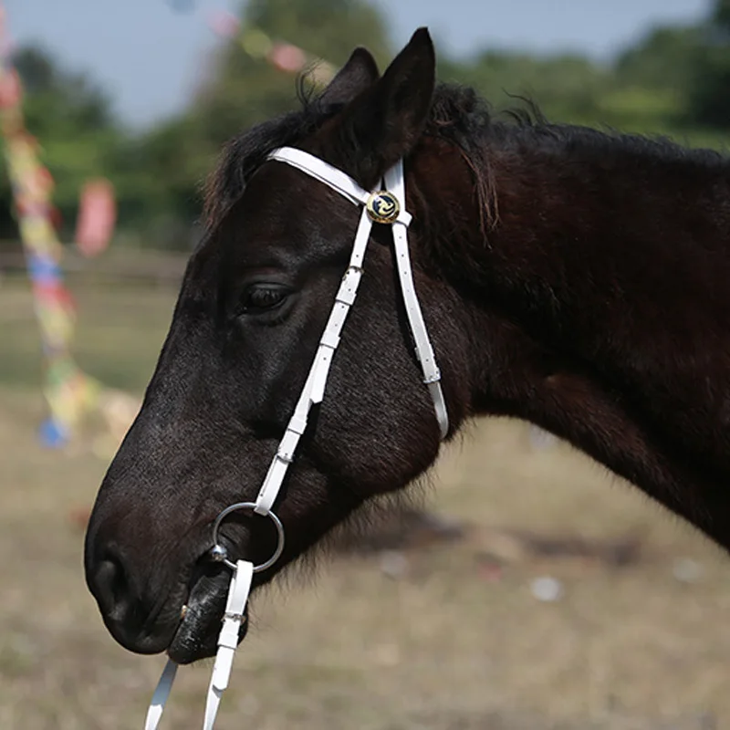 

Equestrian Western Waterproof Headstall Halter Durable Leather Rein Type Horse Equipment Racing Blue Model PC Plastic