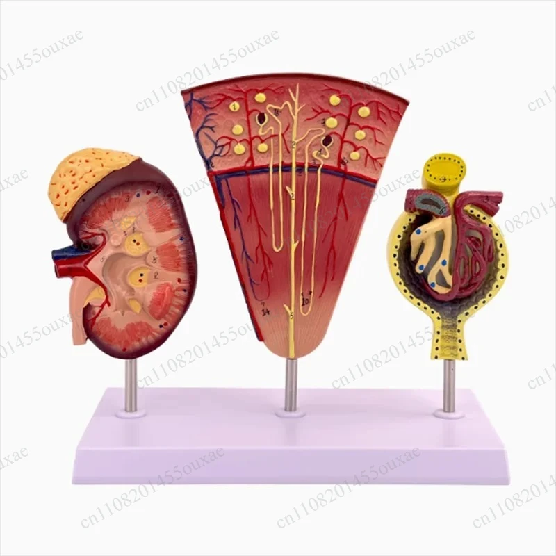 Kidney Glomerulus Anatomical Model Human Urinary System Teaching Demonstration Model
