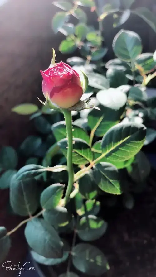 D3519HB-S Low Profile Programmable HV Brushless Servo for  Etc Drift RC Car DIY Assembly Upgrading