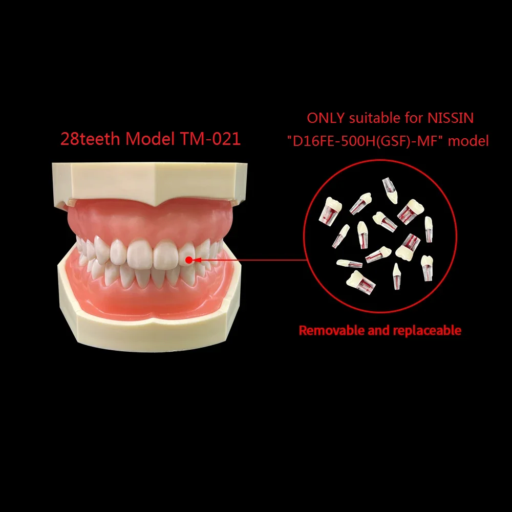 28 pz/set denti endodontici modello formazione pratica dentale canale radicolare modello RCT polpa cavità Endo denti blocco prodotto per odontoiatria