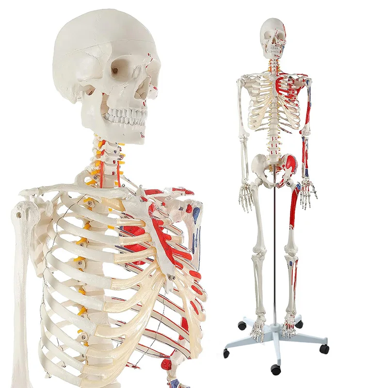 

Human Anatomical Skeleton Model 170cm Life Size PVC Material With Muscle Points and Ligament Educational Anatomy Model