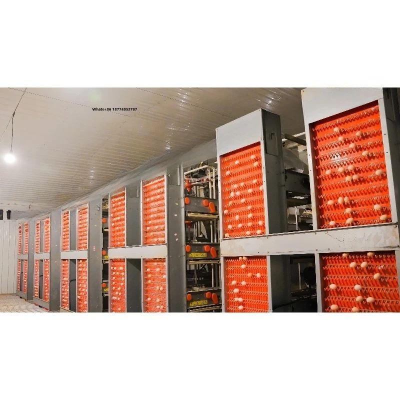 Automatic Egg Collection System Stainless Steel Low Breakage Auto Conveyor for Poultry Farm Layer Breeder Chicken