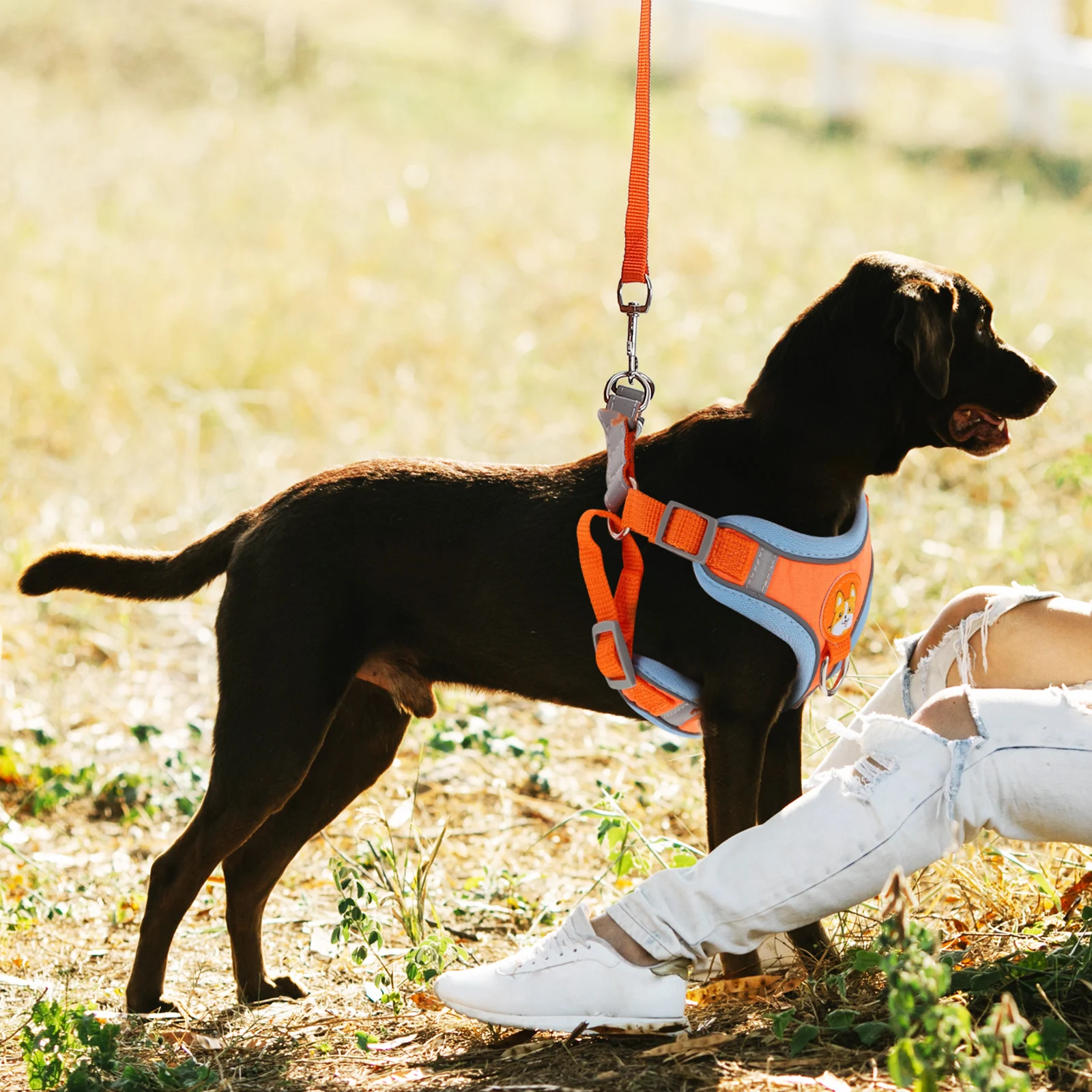 

Dog Harness Small Outdoor Leash Wear Resist Pet Carrier Vest Puppy Leading Rope Service Wiring Kit Multifunctional Comfortable