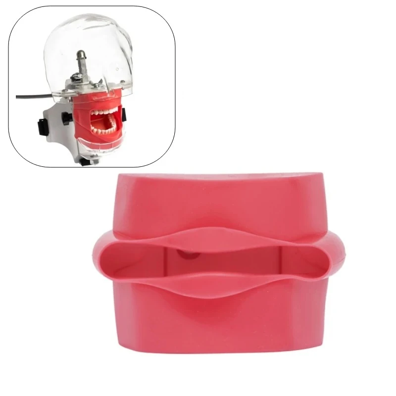 Dental Silicone Practice Model Reusable Face Skin Silicone Simulation Standard Type for Tooth Extraction Preparation Training