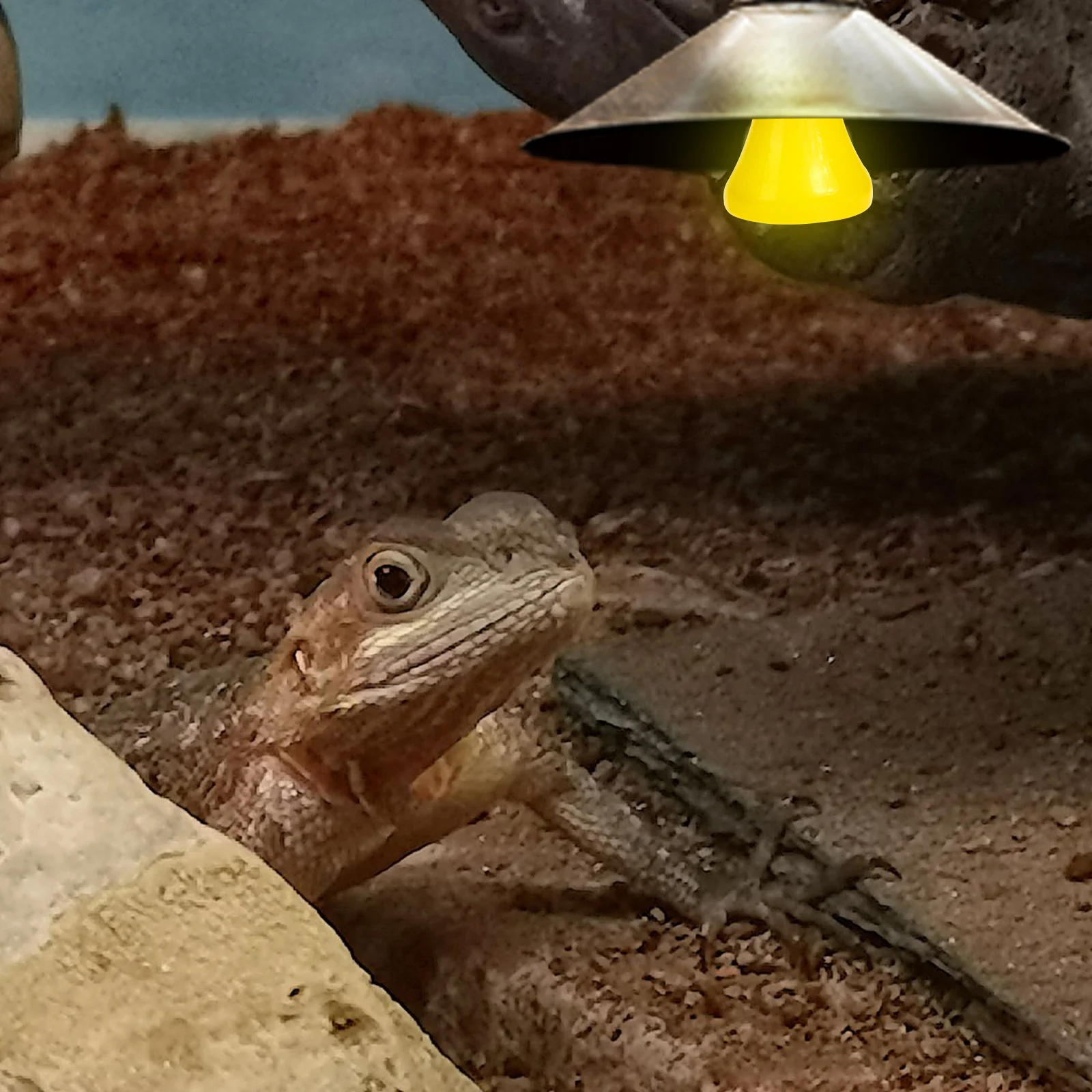 

Ceramic Reptile Heating Lamp E27 Base Heat Emitter Bulb for Terrarium Warmth Red Bulb Reptile Supplies