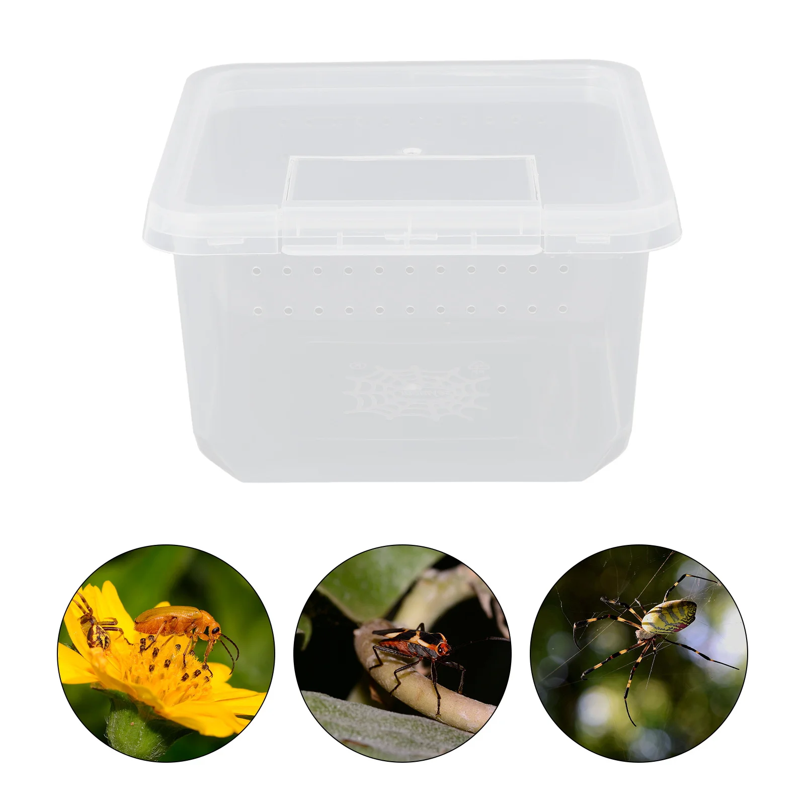 

Mini Reptile Breeding Box Transparent Spider Feeding Case Beetles Snails Hermit Crabs Carrier Nest Ventilated Airflow