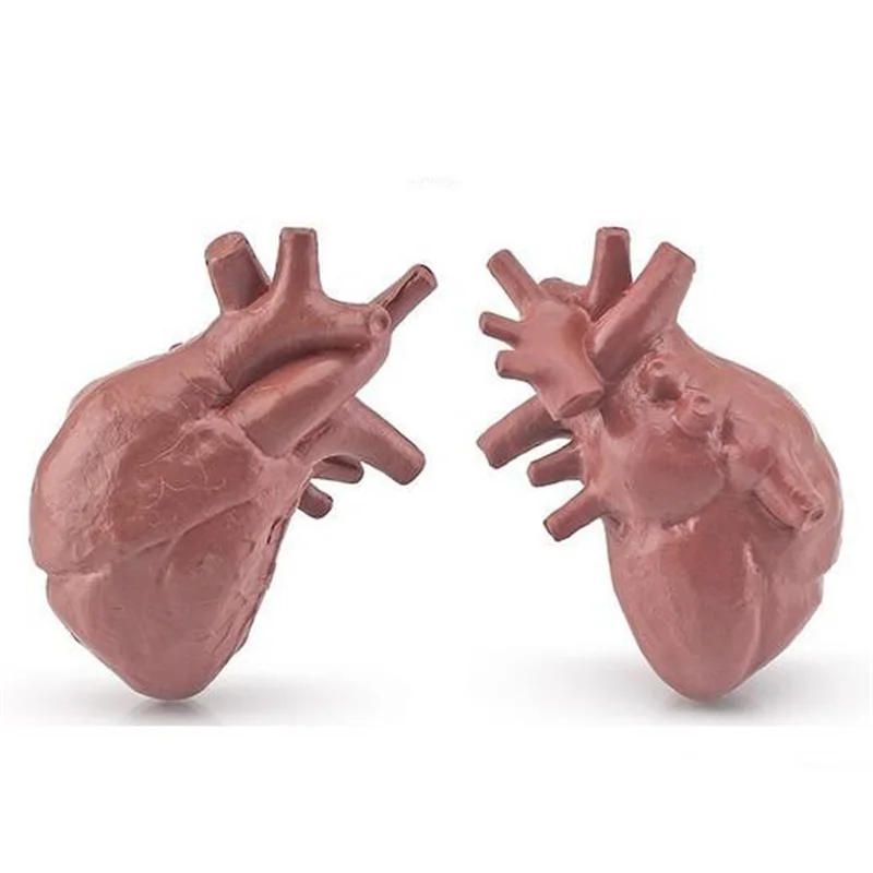 Human Torso Body Organ Miniature Anatomy Organs Model Education Montessori Toy Kiddie Boy Girl Collection Figurines 8PCS