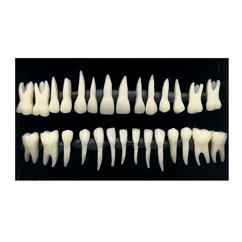 Dentistry 28 Monochrome Permanent Teeth Model With Roots Simulation In Vitro Model Of Dental Educational Standard Adult Teaching