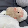 BLANCO
