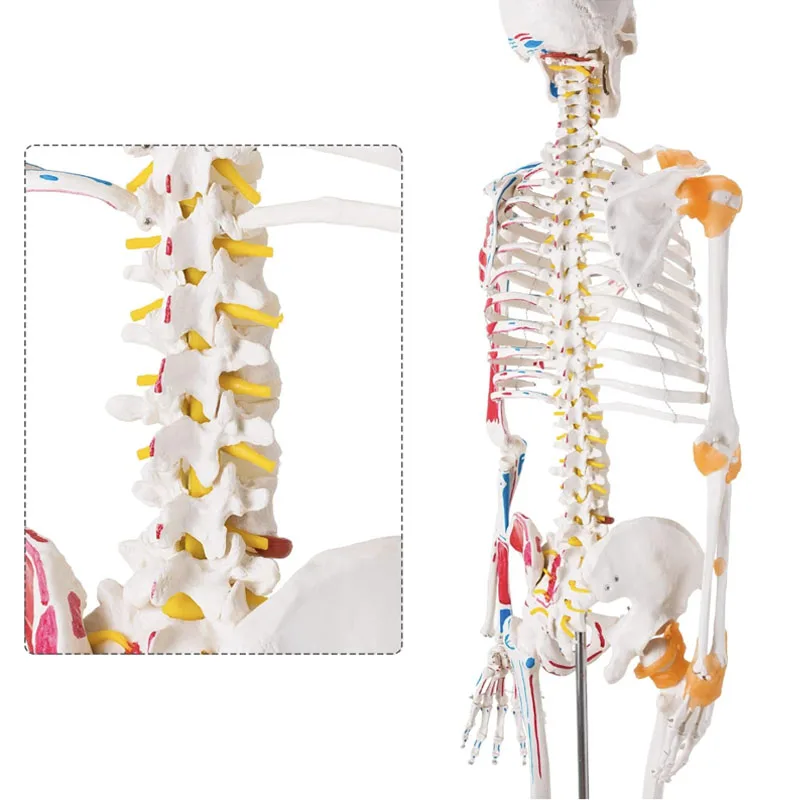 Human Skeleton 170cm Life Size PVC Material With Muscle Points and Ligament Educational Anatomy Model