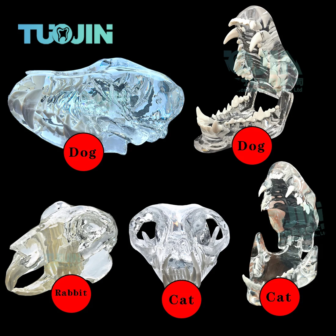 

Dental Dog Cat Rabbit Clear Teeth Skull Model Canine Animals Oral Tooth Jaw Anatomical for Veterinary Education Demo Decoration