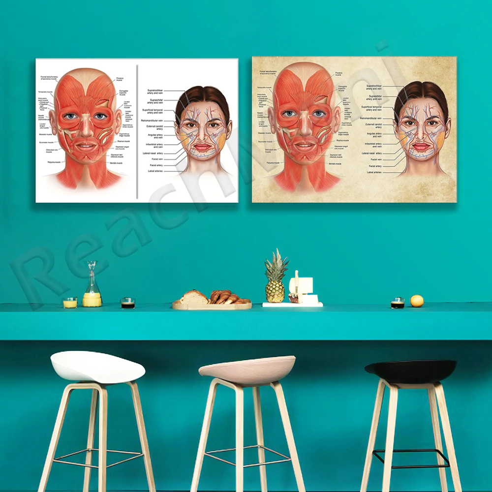 Facial muscles and veins anatomy poster, plastic surgeon art, massage therapist gift, botox, cosmetic syringe art