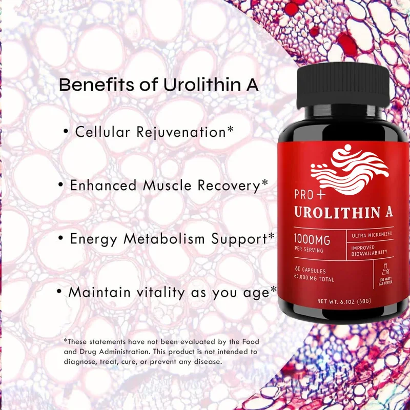 Urolithine A Capsules, 1000 mg, 60 Capsules pour Cellulaire Avancée et Vitalité, Y Vieillissement, Poudre Ultrafine 60000 mg