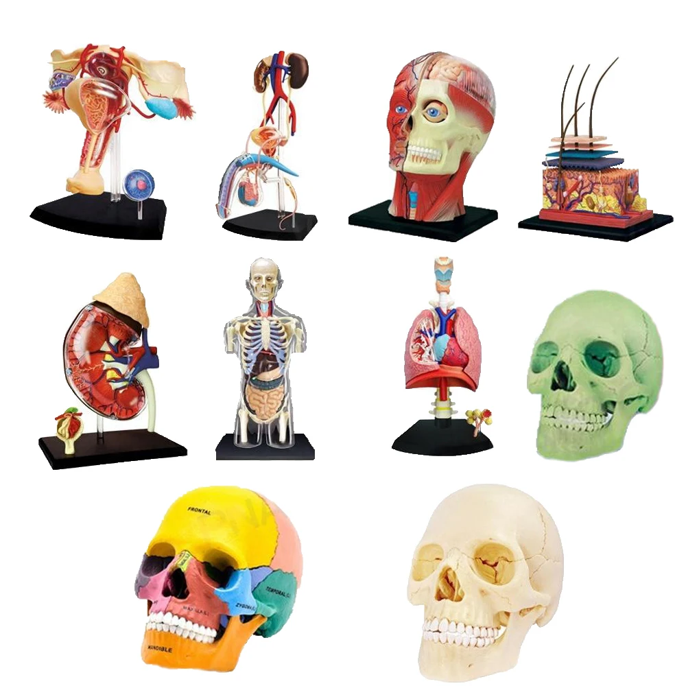 

4D MASTER DIY Human Anatomy Science Toy Assembly Model Clear Part Divisions Educational Tool for Learning Human Anatomy Gifts