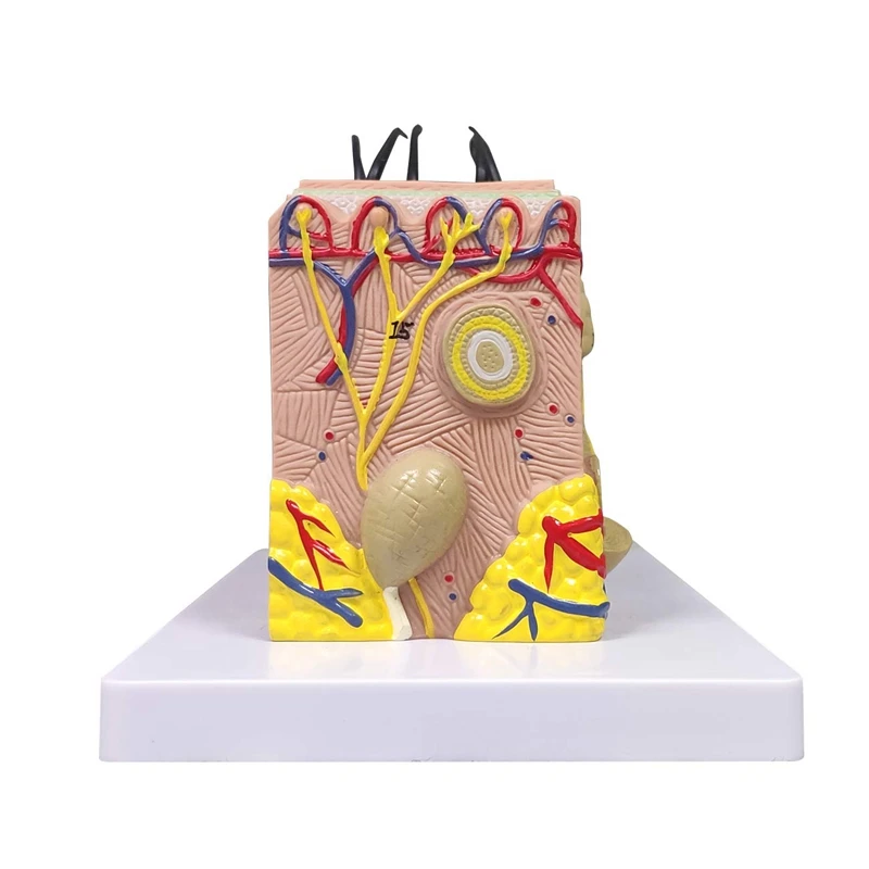 Skin Model, 35X Enlarged Anatomical Model Anatomy For Science Classroom Study Display Teaching Model