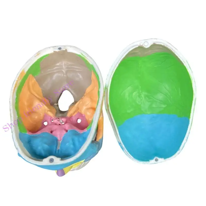 594a Skull Model Anatomical Detached Anatomy Disectembled Skull Model Model Model Learning Tool