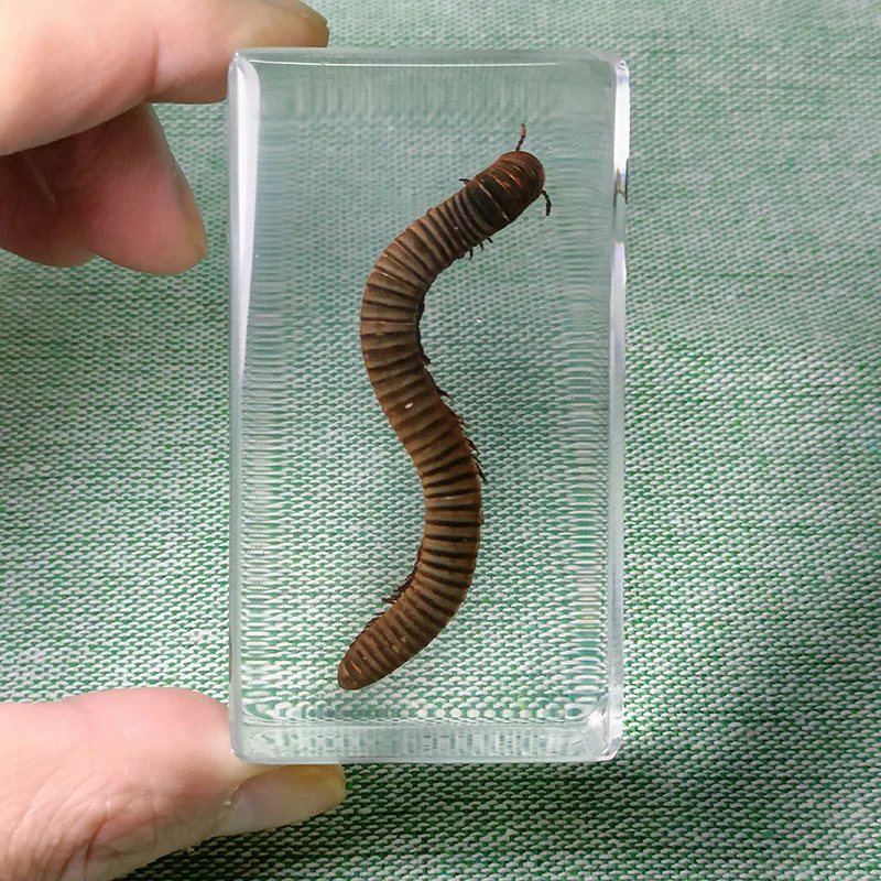 New Insects Specimens Resin Wrapped In Variety Real Insects Suitable for Science Education Cognitive Koleksi Hobi Serangga 7.3cm