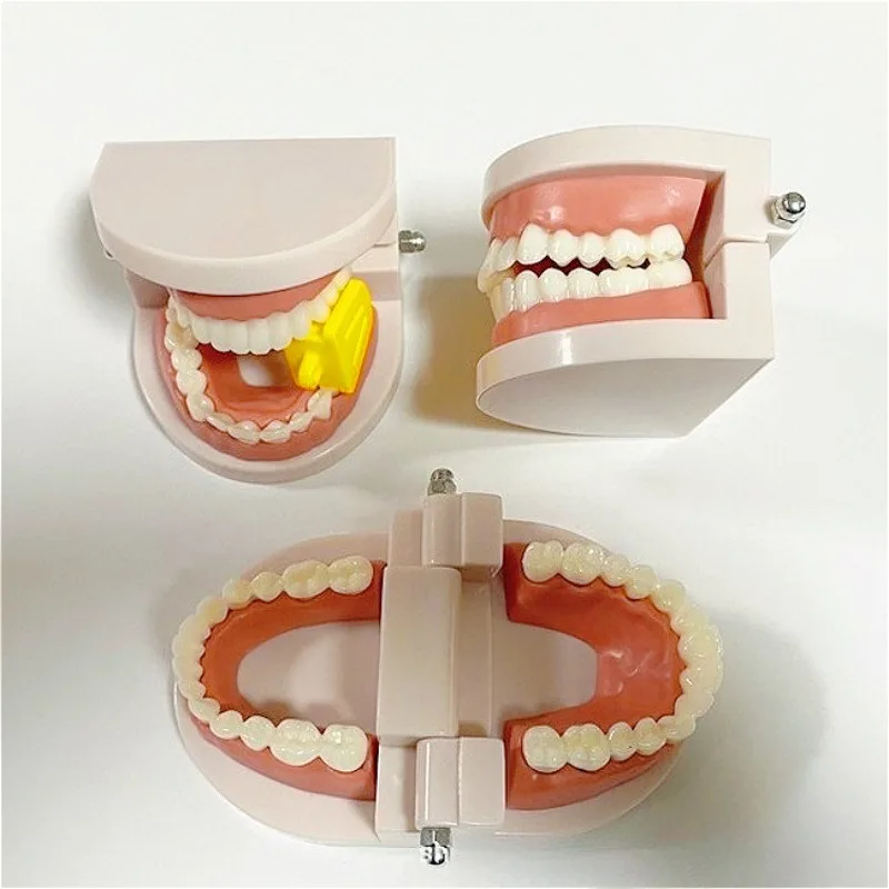 1pcs Lab Model Dentals Teaching Model Tooth Toy Model Dentals Model Teaching Tool