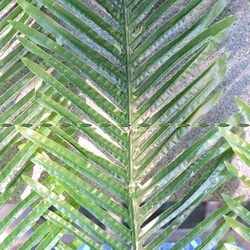 6pcs 103cm  Artificial Plant Palm Leaf Frond Phoenix Coconut Plant Tree Branch Wedding Home Furniture Decor Outdoor