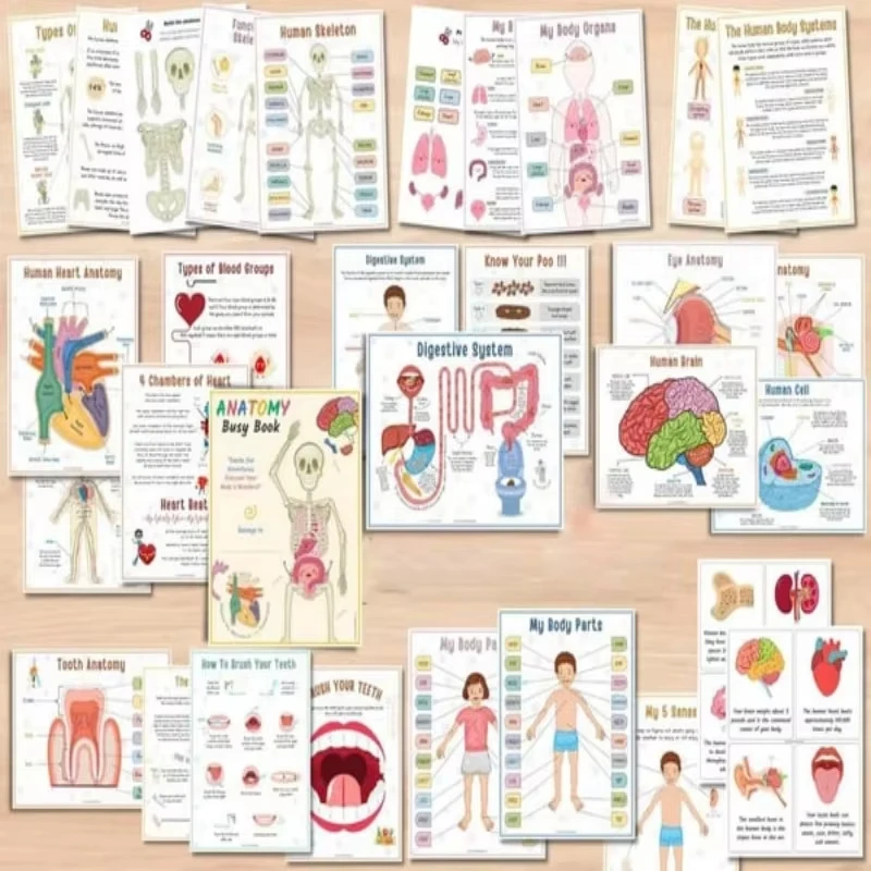 Human Anatomy Busy Book Human Body Anatomy Educational Busy Book Explore Body Structure Interactive Children Learning Book