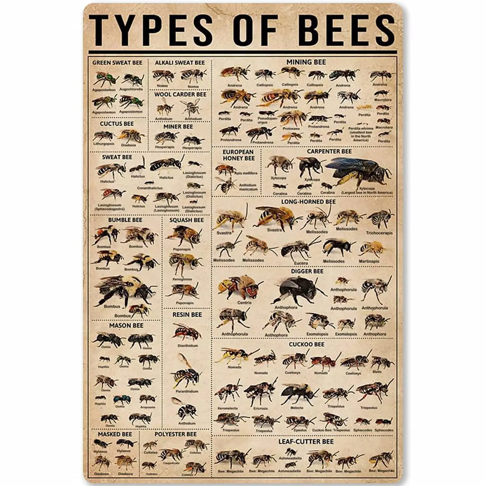 Veidsuh Types of Bees Metal Sign Poster Tin Sign Metal Sign Metal Tin Sign Metal Plaque 12*16